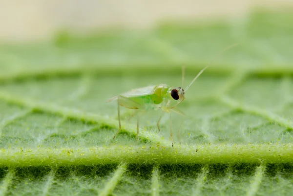小小的绿色昆虫和绿叶 — 图库照片