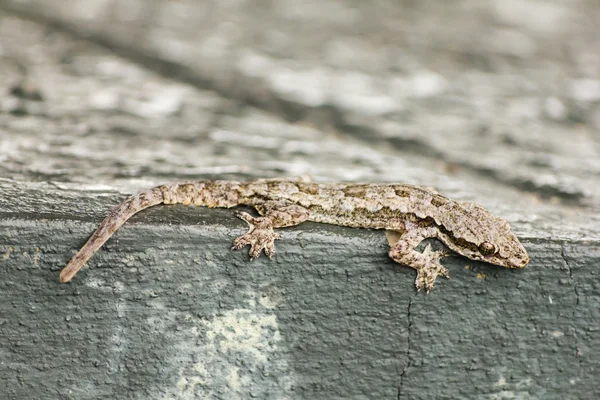 Lagarto de casa — Fotografia de Stock