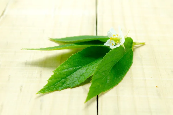 Weiße Blüten — Stockfoto