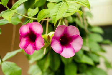 tatlı saritaea magnifica duyand