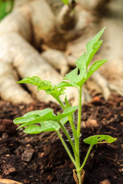 The watermelon plant — Stock Photo, Image