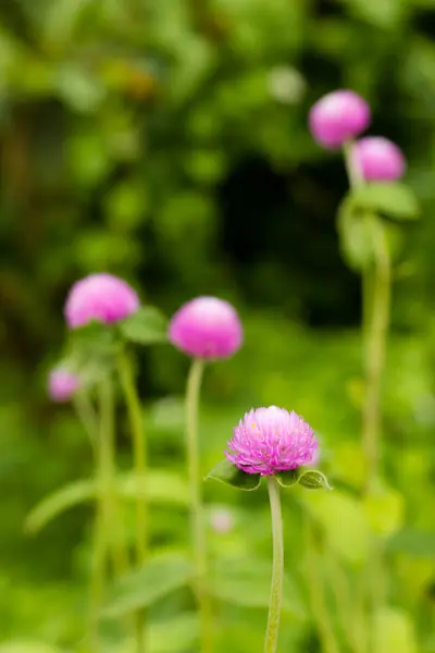 Globus-Amaranth-Blume — Stockfoto