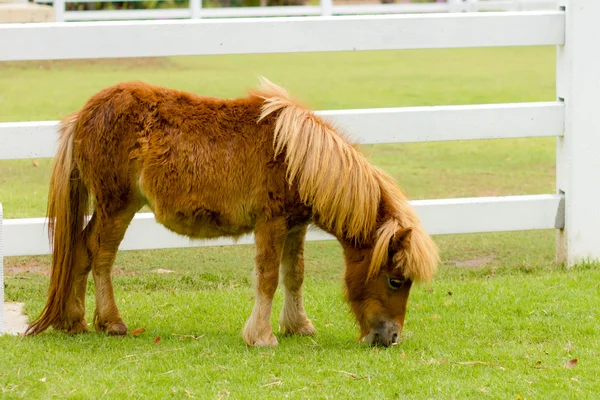 Cüce at bir arazide