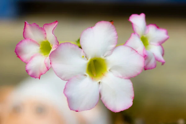 Wüstenrose, Impala-Lilie, Scheinazalee, Schönheitsblüten in Weiß — Stockfoto