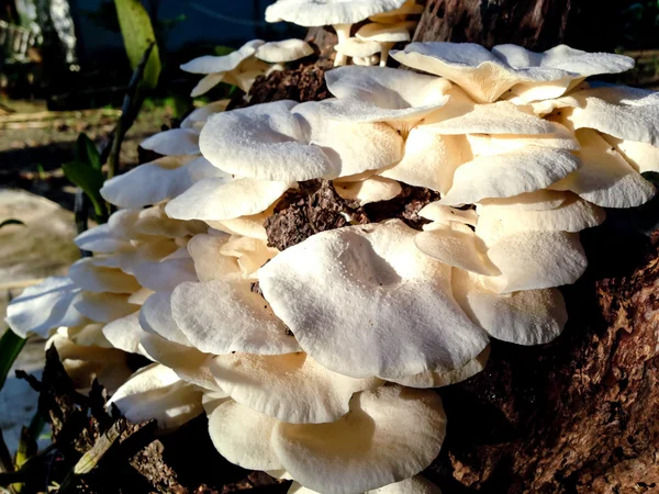 Paddestoel op mangoboom — Stockfoto