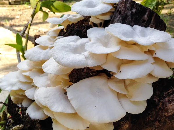 Paddestoel op mangoboom — Stockfoto