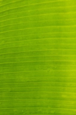 muz yaprağı arka plan Özeti