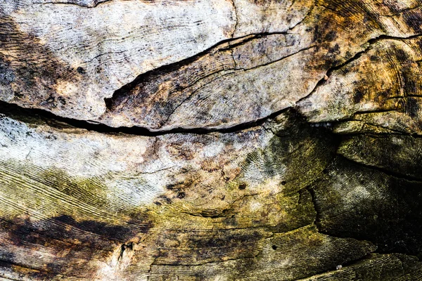 Old wooden stump cut surface — Stock Photo, Image