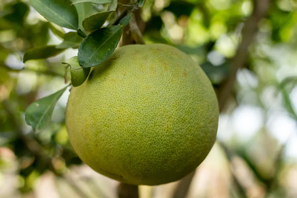 Toranja verde em árvore — Fotografia de Stock