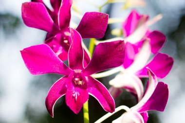 Mor orkide çiçekler