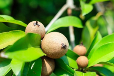 Olgunlaşma Sapodilla meyve