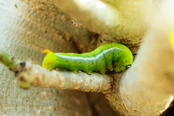 Green worm on branch in garden — Stock Photo, Image
