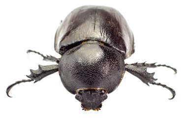 Böceği, gergedan böceği, Rhino beetle, Herkül böceği, tek boynuzlu at