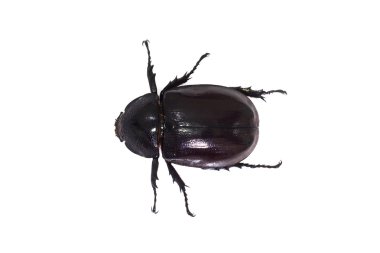 Böceği, gergedan böceği, Rhino beetle, Herkül böceği, tek boynuzlu at