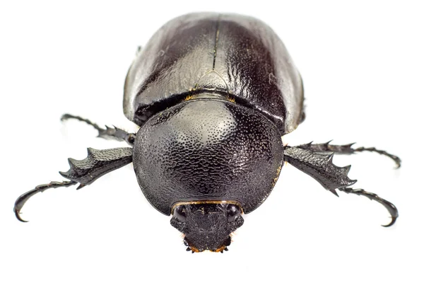 Kever, Rhinoceros beetle, Rhino kever, Hercules kever, Unicorn — Stockfoto