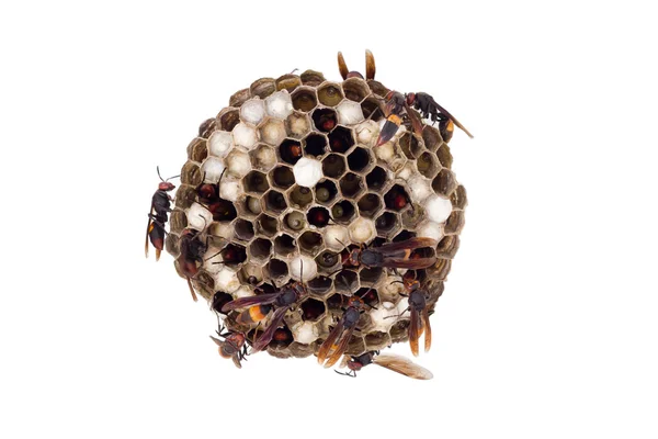 Wasp nest isolated on white, with wasps working and feeding the — Stock Photo, Image