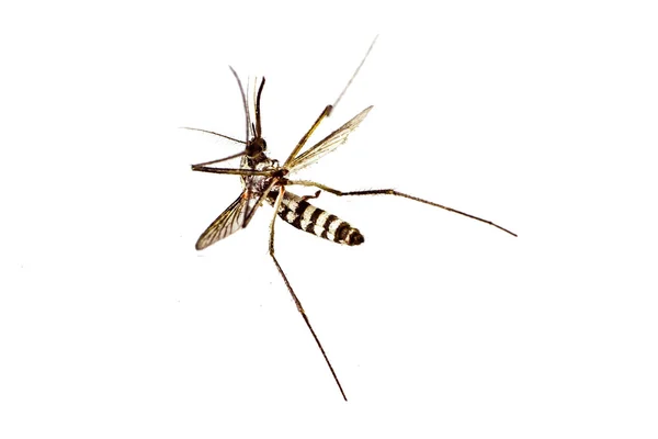 Dead mosquito on white background — Stock Photo, Image