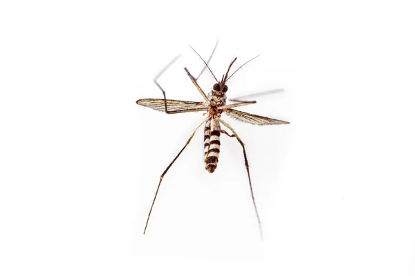 Mosquito morto no fundo branco — Fotografia de Stock