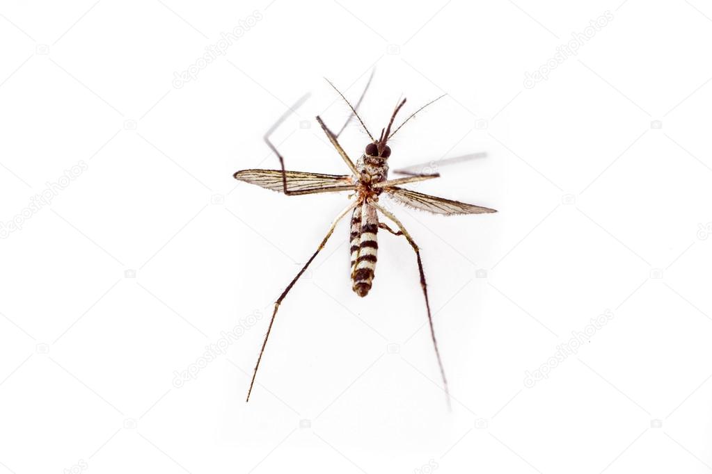 dead mosquito on white background