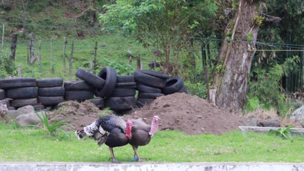 Een Paar Kalkoenen Boerderij Met Een Hek Van Banden — Stockvideo