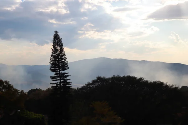 Tepoztlan Meksika 'da bulutlu ve sisli bir günde Ağaç Silueti