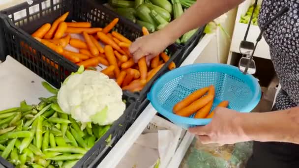 Руки Старухи Собирают Морковь Настоящем Мексиканском Рынке — стоковое видео