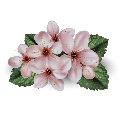 Sakura illüstrasyonunun kiraz çiçekleri. Beyaz arka planda izole edilmiş. Dekoratif öge.