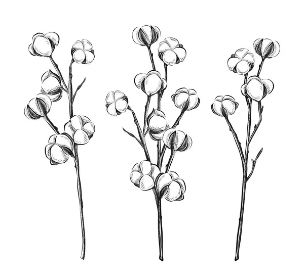 Collection Vectorielle Fleurs Coton Dessinées Main Sur Fond Blanc — Image vectorielle