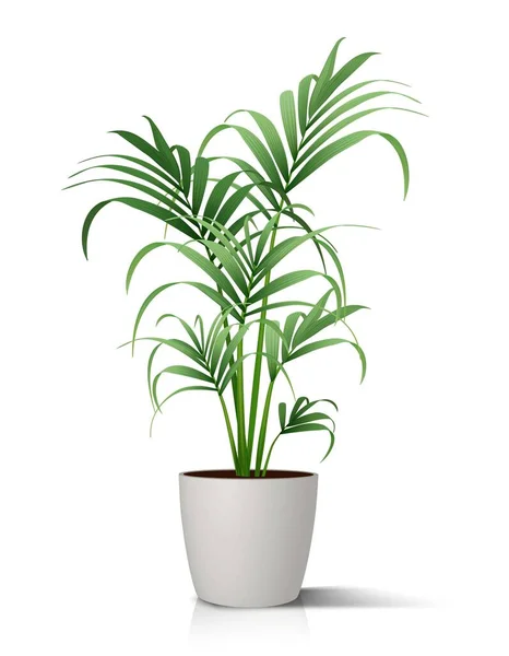 Réaliste Vecteur Plancher Maison Plante Verte Palmier Pot Blanc Isolé — Image vectorielle