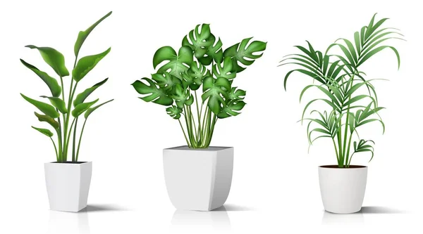 Gyűjteménye Reális Vektor Ikon Illusztráció Cserepes Növények Belső Fehér Alapon — Stock Vector