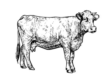 El çizimi çizimi. Bir çiftlik ineğinin simge çizimi.