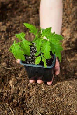 çocuk elini tutarak küçük bitki