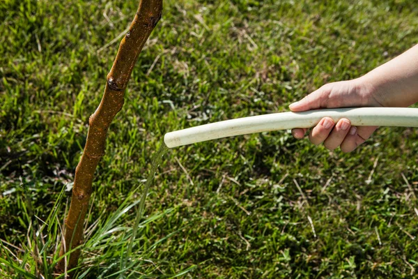 Irrigazione piccolo albero con tubo — Foto Stock