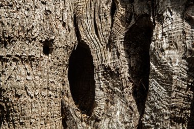  zeytin ağacının gövde
