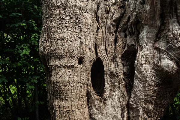 Olive tree trunk — Stock Photo, Image