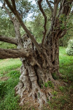 eski zeytin ağaç gövdesi