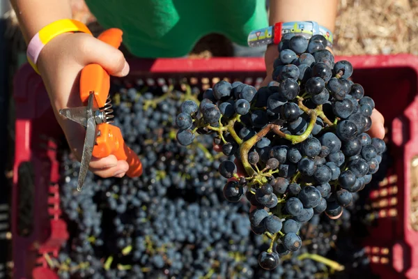 Uvas de vino tinto — Foto de Stock