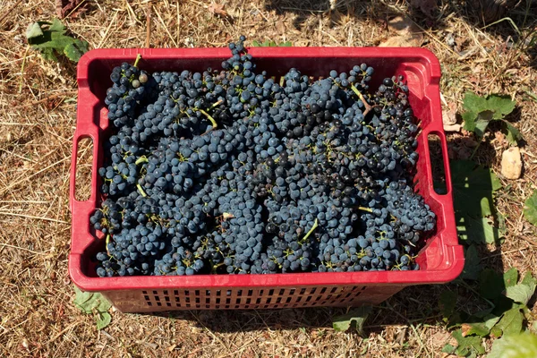 Uvas de vino tinto — Foto de Stock