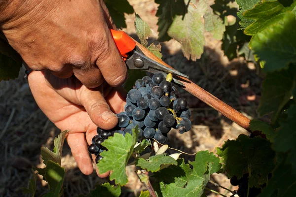 Uvas de vendimia — Foto de Stock