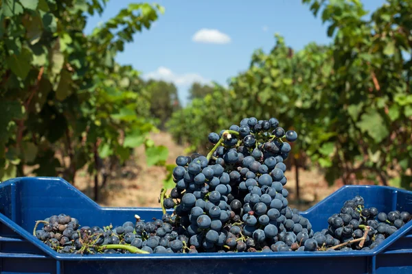 Uvas de vino tinto — Foto de Stock