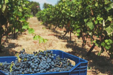  Kırmızı Şaraplık