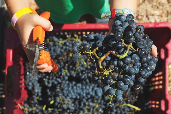 Uvas de vino tinto — Foto de Stock