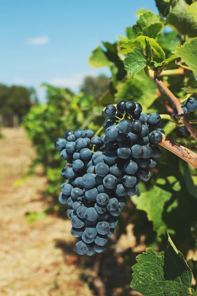 Uvas de vino tinto — Foto de Stock