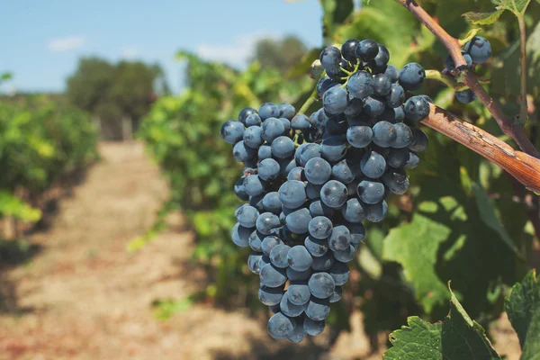 Uvas de vino tinto — Foto de Stock