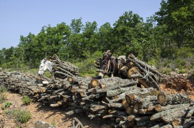  ormanda orman kesme atları taşımak