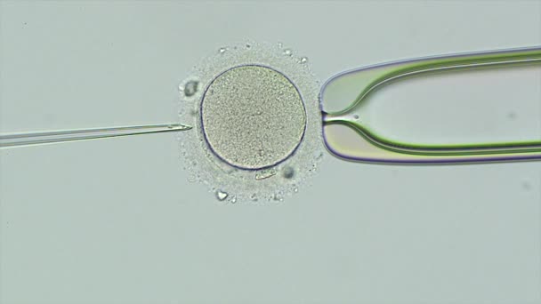 Inseminação artificial em microscópio — Vídeo de Stock