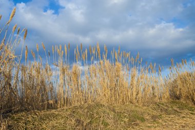Sazlık bulutlu bir gökyüzü üzerinde