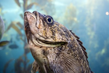 Akvaryumdaki balıklar