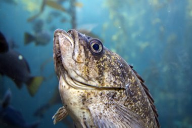 Akvaryumdaki balıklar