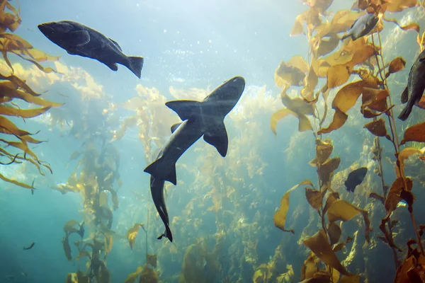Tiburón en Monterey Bay Aquarium —  Fotos de Stock
